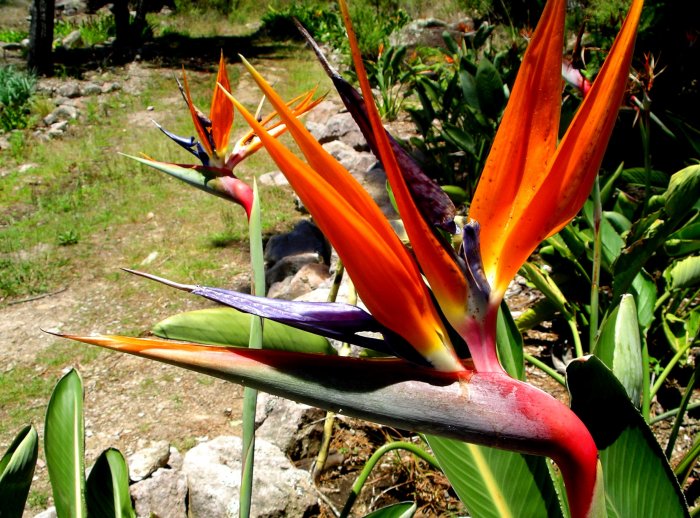 {short description of image}