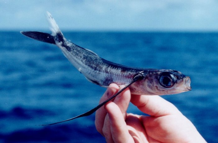 {short description of image}