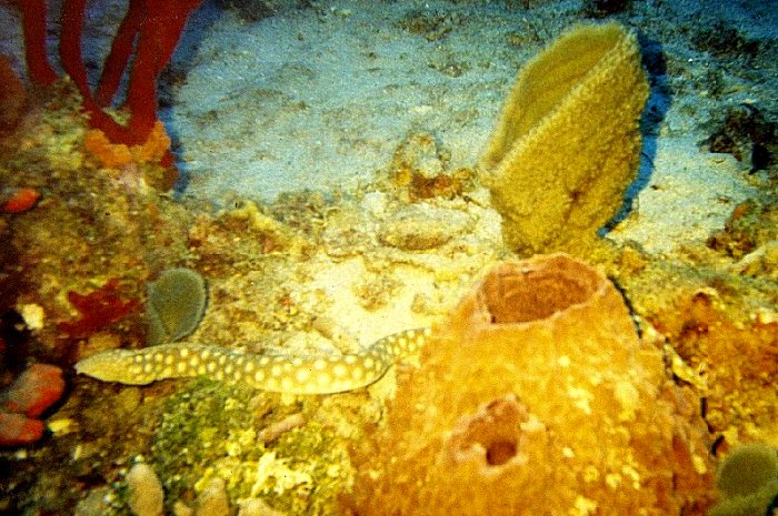 {short description of image}