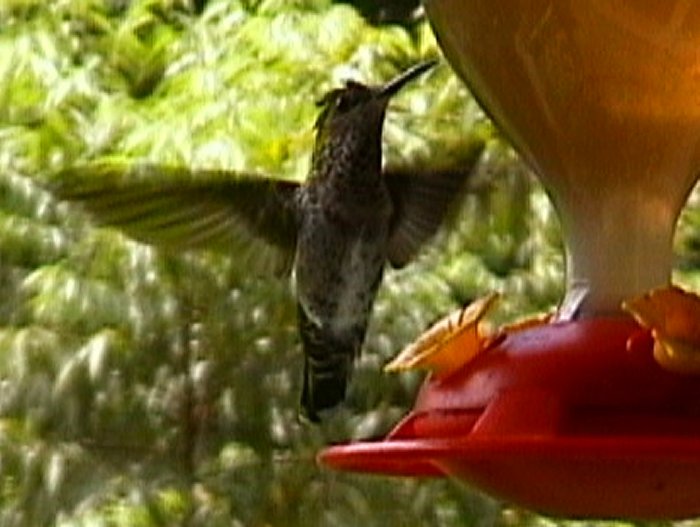 {short description of image}