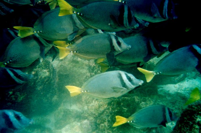 {short description of image}