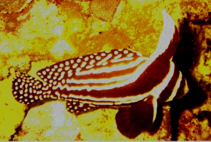 {short description of image}