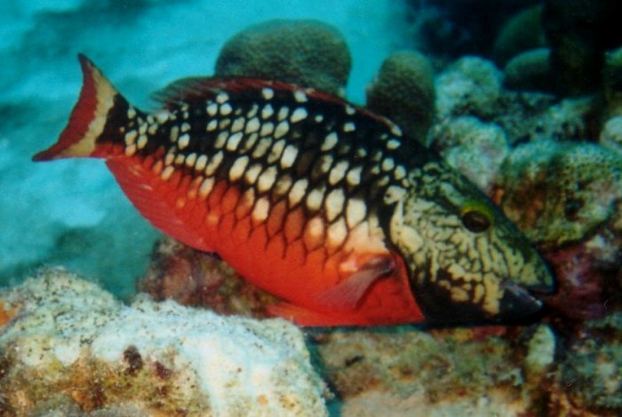 {short description of image}