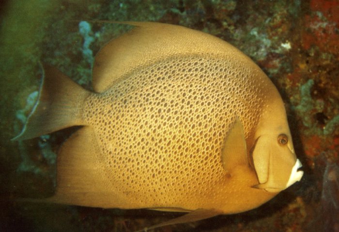 {short description of image}