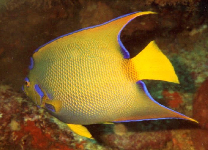 {short description of image}