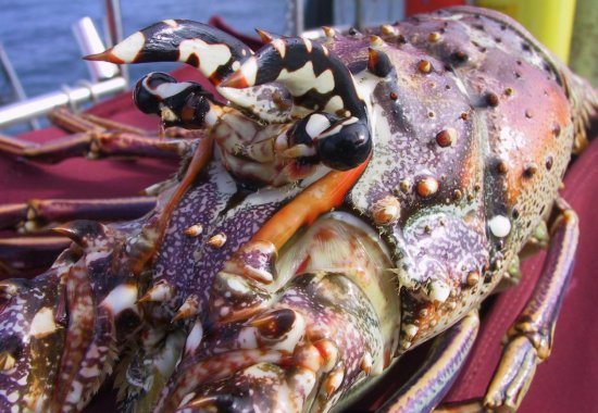 {short description of image}