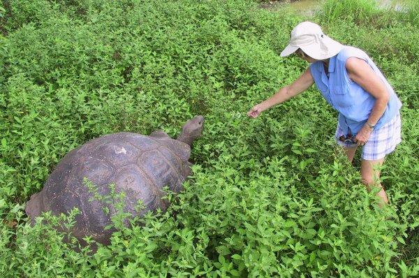 {short description of image}