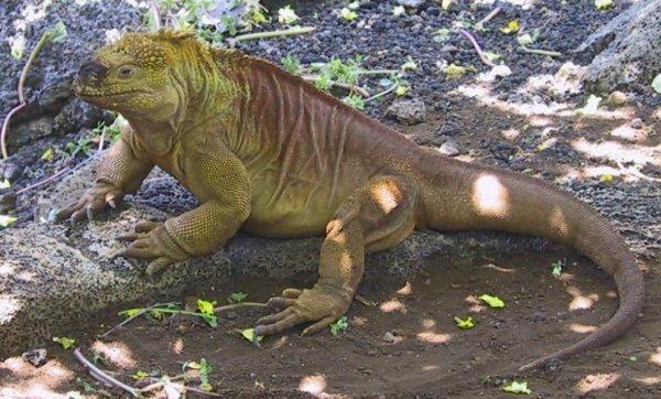 {short description of image}