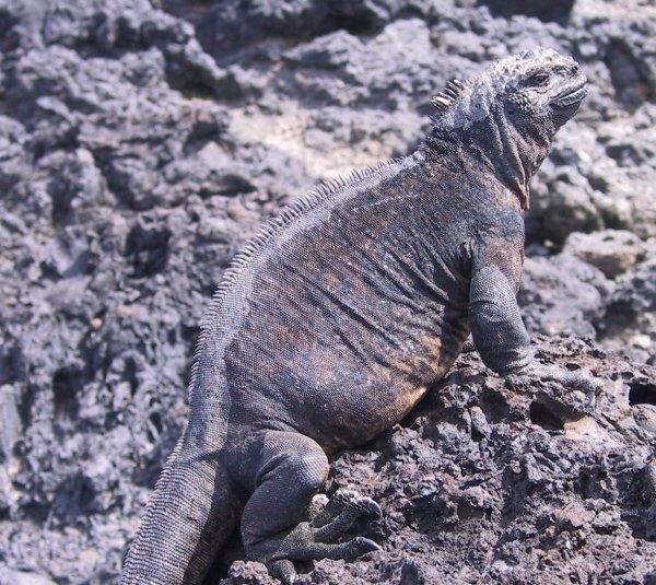 {short description of image}