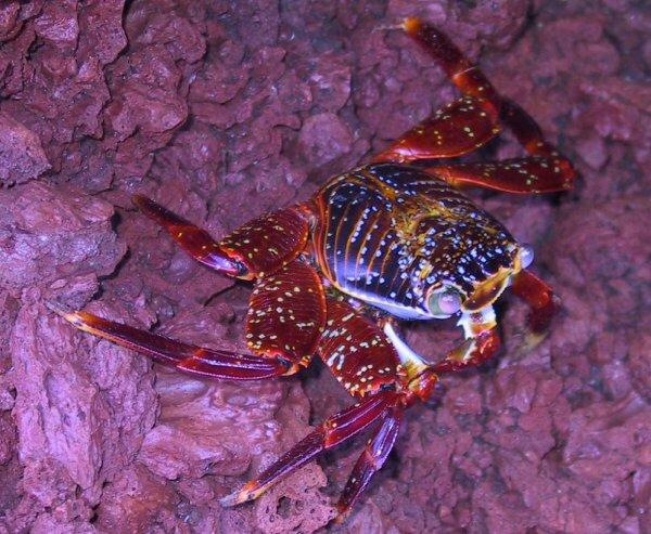 {short description of image}