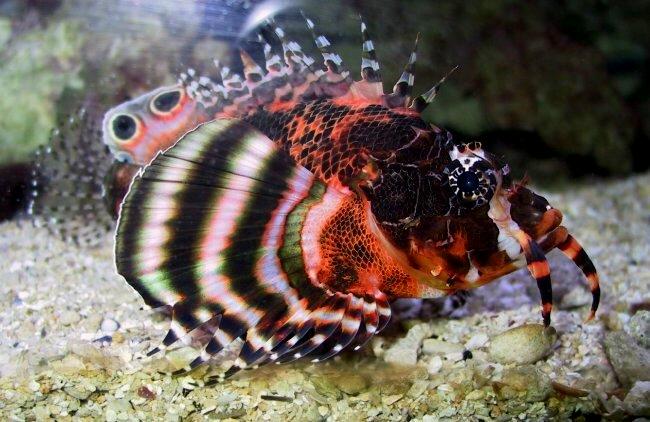 {short description of image}