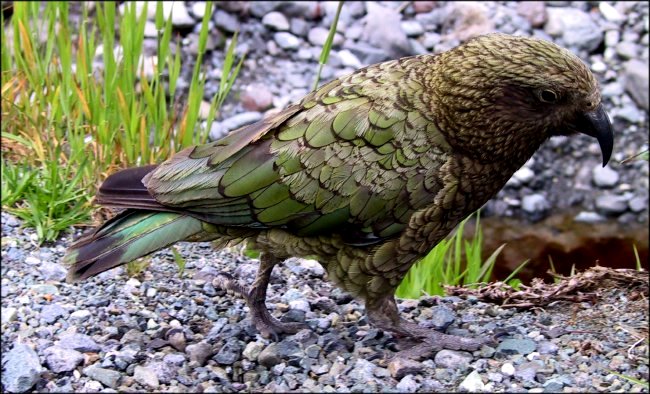 {short description of image}