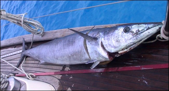 {short description of image}