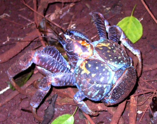 {short description of image}