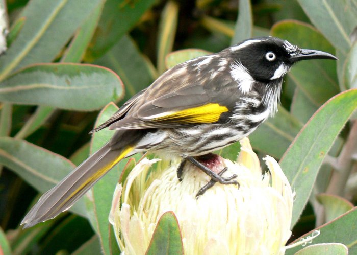 {short description of image}