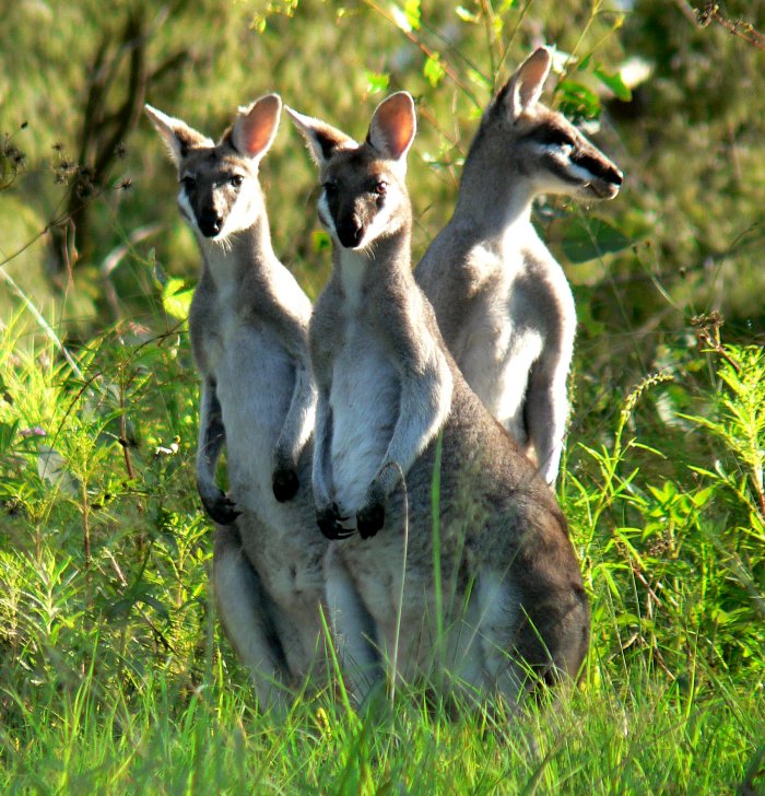 {short description of image}