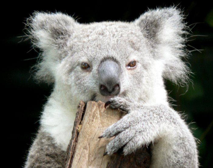 {short description of image}