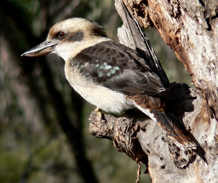 {short description of image}