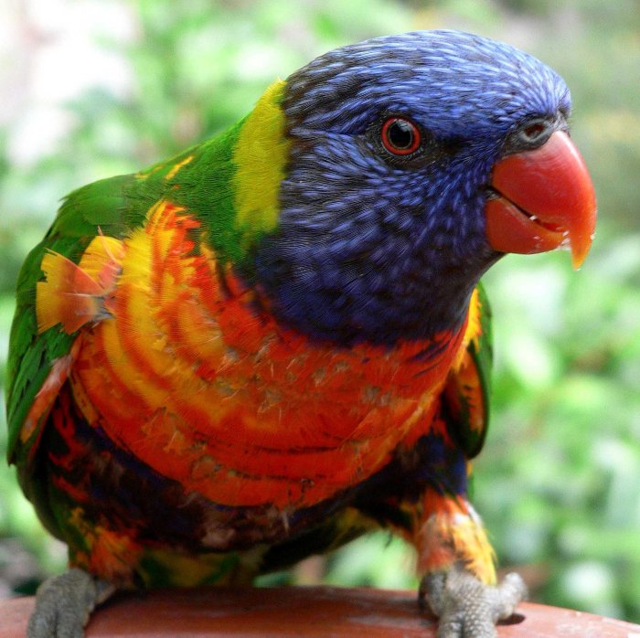 {short description of image}