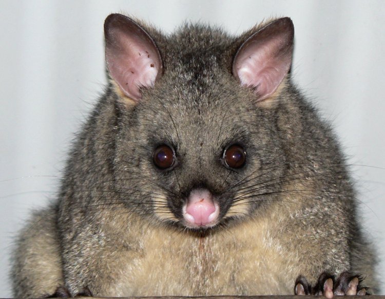 {short description of image}