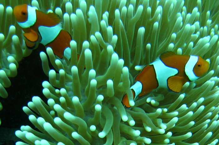 {short description of image}