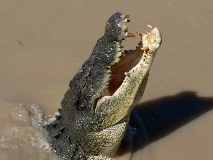 {short description of image}