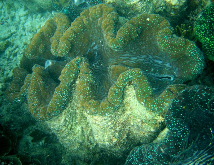 {short description of image}