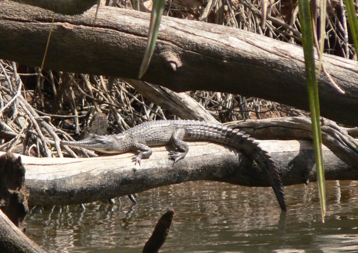 {short description of image}