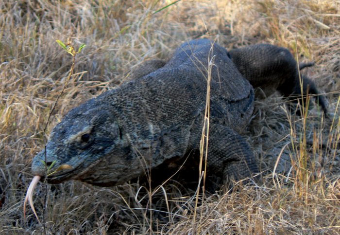 {short description of image}