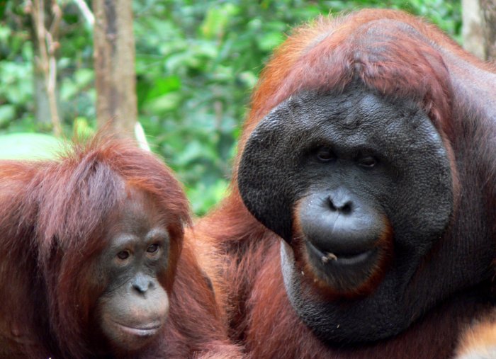 {short description of image}