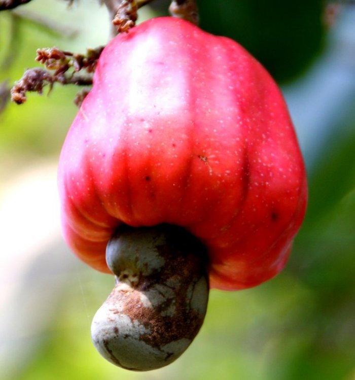 {short description of image}