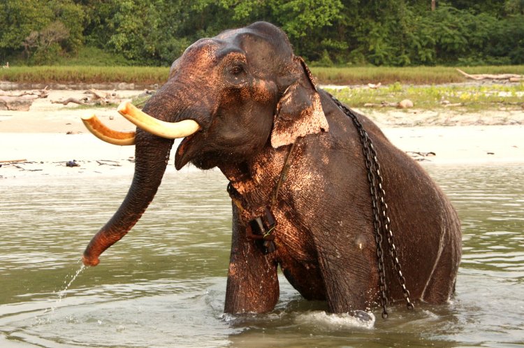 {short description of image}