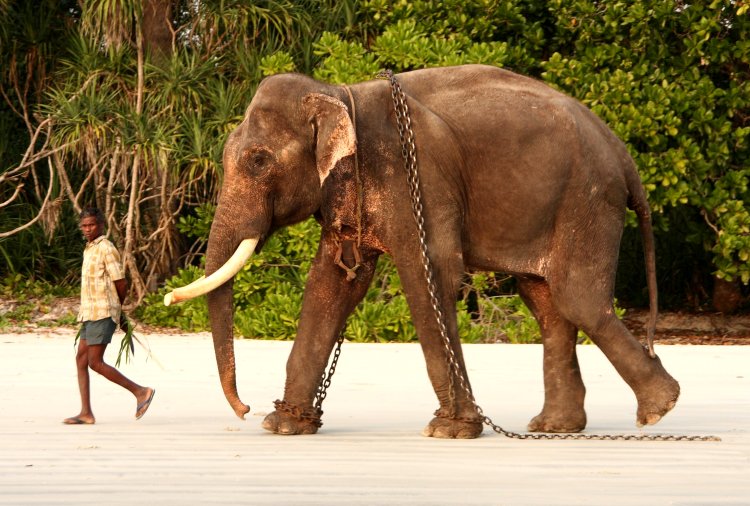 {short description of image}