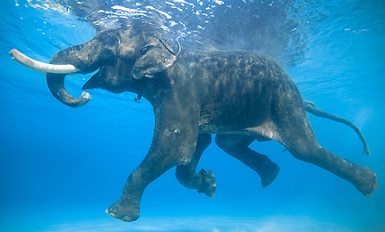 {short description of image}