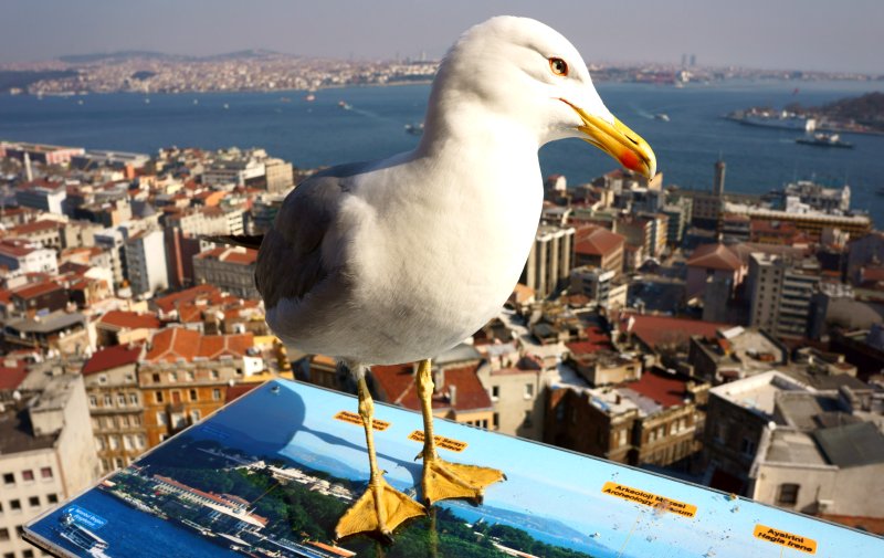 {short description of image}