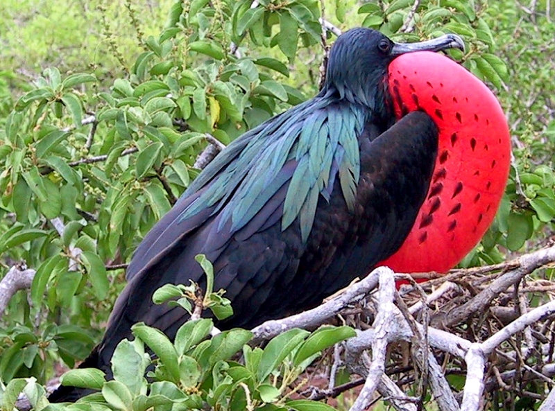 {short description of image}