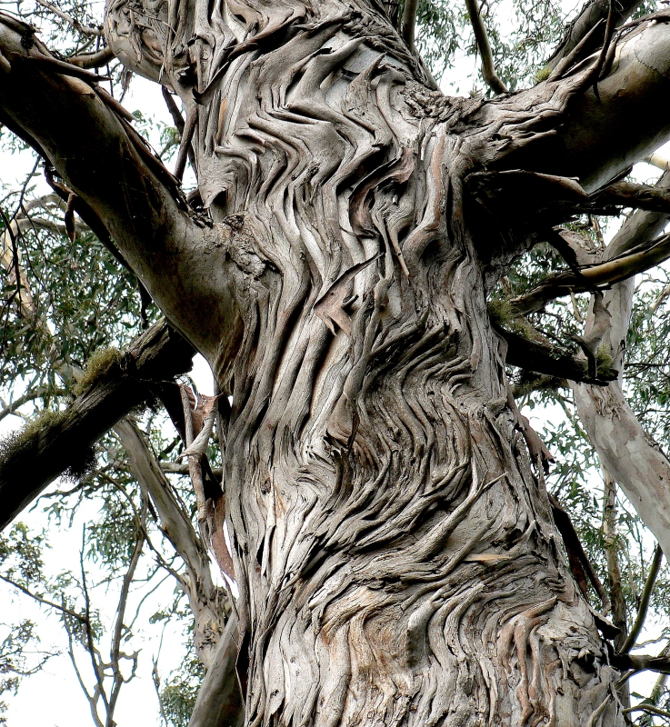 {short description of image}