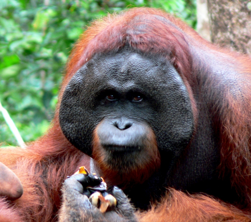 {short description of image}