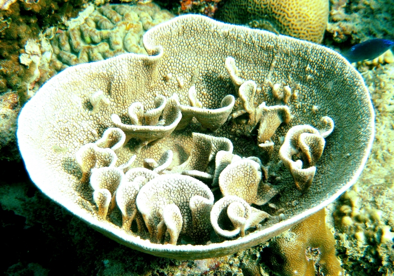 {short description of image}