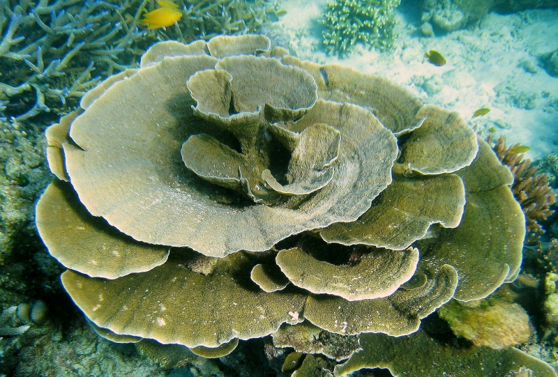 {short description of image}