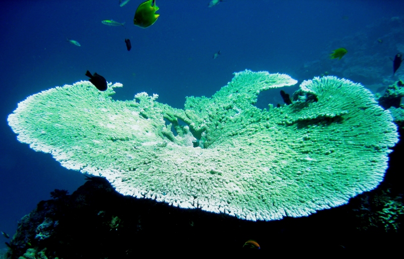 {short description of image}