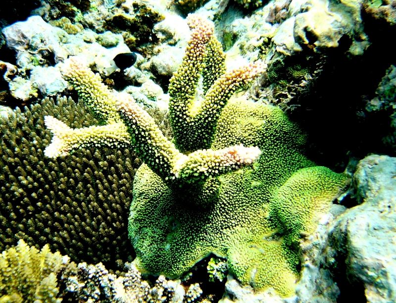 {short description of image}