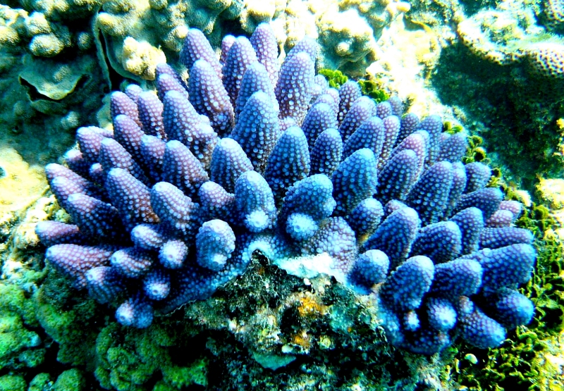 {short description of image}