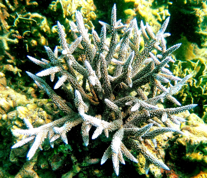 {short description of image}