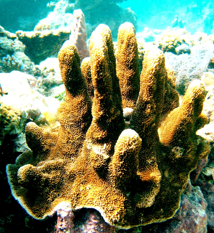 {short description of image}