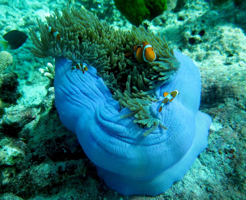 {short description of image}