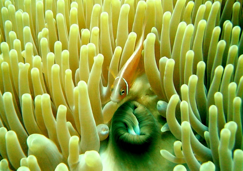 {short description of image}