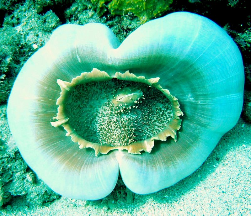 {short description of image}