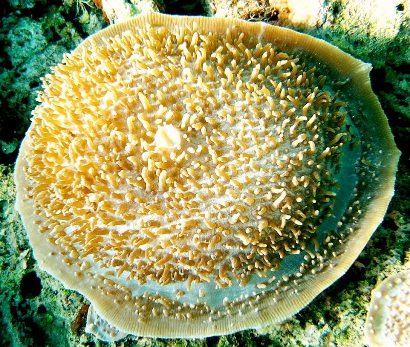 {short description of image}