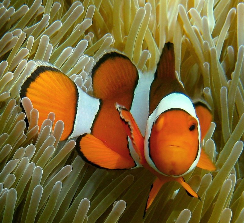 {short description of image}